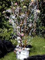 Click to see 2003-08-17-13_33_08-Hochzeit_danach_kh_ 057.jpg